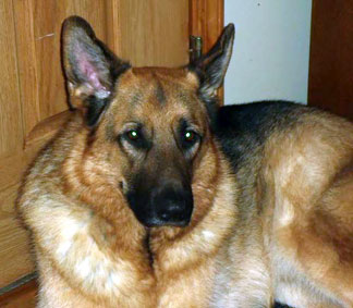 Our Retired German Shepherd Police Officer Now Does Home Security Work