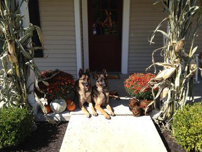 German Shepherd Dogs, Sampson and Delgado