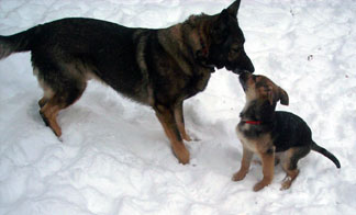 Rex is playing with Gracie