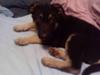 Puppy picture