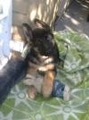 Wagter the Ultra Cute German Shepherd Puppy