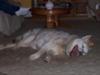 Mein Braver Hund :)