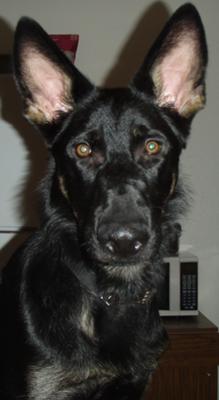 Garris Arminius Von Chaos