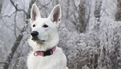 Yuki in the Snow